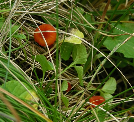 Funghi in quota, montagne del Lagorai (gruppo del Rava)